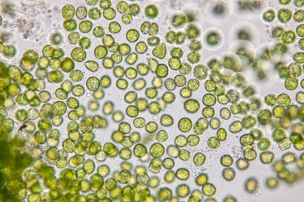 Natusat Lexikon Chlorella - Natusat Lexikon Chlorella