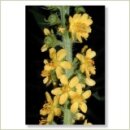 Miriana Pet 01 Agrimony Globuli 10 g