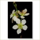 Miriana Pet 06 Cherry Plum Globuli 10 g