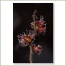 Miriana Pet 11 Elm Globuli 10 g