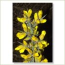 Miriana Pet 13 Gorse Globuli 10 g