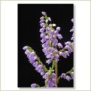 Miriana Pet 14 Heather Globuli 10 g