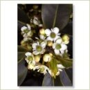 Miriana Pet 15 Holly Globuli 10 g