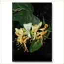 Miriana Pet 16 Honeysuckle Globuli 10 g