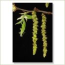 Miriana Pet 17 Hornbeam Globuli 10 g