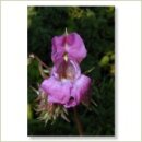 Miriana Pet 18 Impatiens Globuli 10 g