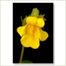 Miriana Pet 20 Mimulus Globuli 10 g