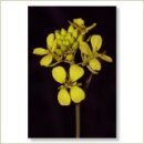 Miriana Pet 21 Mustard Globuli 10 g