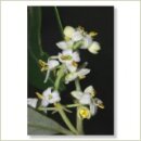 Miriana Pet 23 Olive Globuli 10 g