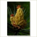 Miriana Pet 24 Pine Globuli 10 g