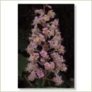 Miriana Pet 25 Red Chestnut Globuli 10 g