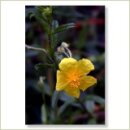 Miriana Pet 26 Rock Rose Globuli 10 g