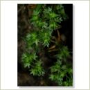 Miriana Pet 28 Scleranthus Globuli 10 g