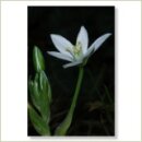 Miriana Pet 29 Star of Bethlehem Globuli 10 g