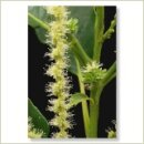 Miriana Pet 30 Sweet Chestnut Globuli 10 g