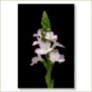 Miriana Pet 31 Vervain Globuli 10 g