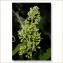 Miriana Pet 32 Vine Globuli 10 g