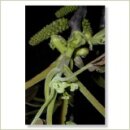 Miriana Pet 33 Walnut Globuli 10 g