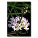 Miriana Pet 34 Water Violet Globuli 10 g