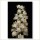 Miriana Pet 35 White Chestnut Globuli 10 g