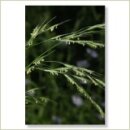 Miriana Pet 36 Wild Oat Globuli 10 g