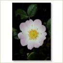 Miriana Pet 37 Wild Rose Globuli 10 g