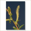 Miriana Pet 38 Willow Globuli 10 g