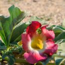 Natusat Teufelskrallenwurzel granuliert 1 kg