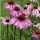 Natusat Echinacea purpurea Presssaft 1 L