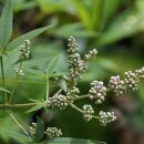 Natusat Mönchspfeffer gemahlen