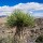 Natusat Yucca schidigera 1 kg