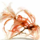 Natusat Calcium natur, Rotalge 3 kg