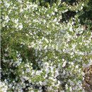 Natusat Bohnenkraut gerebelt 500 g