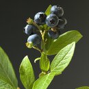 Natusat Heidelbeerblätter geschnitten 500 g