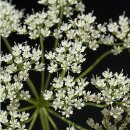 Natusat Anis ganz 500 g