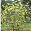 Natusat Fenchel ganz 500 g