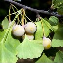 Natusat Ginkgo geschnitten 500 g