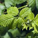 Natusat Brombeerblätter geschnitten 500 g