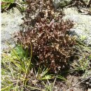 Natusat Island Moos geschnitten 500 g