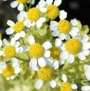 Natusat Kamillenblüten ganz 500 g