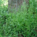 Natusat Klebkraut geschnitten 500 g