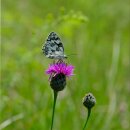 Natusat Mariendistelkraut geschnitten 500 g