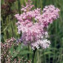 Natusat Mädesüßkraut geschnitten 500 g