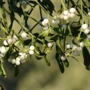 Natusat Mistelkraut geschnitten 500 g