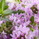 Natusat Thymian gerebelt 500 g