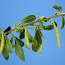 Natusat Weidenrinde geschnitten 500 g