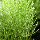 Natusat Zinnkraut/Schachtelhalm geschnitten 500 g