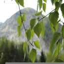 Natusat Birkenblätter geschnitten 500 g