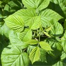 Natusat Himbeerblätter geschnitten 500 g