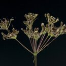 Natusat Kümmel ganz 500 g